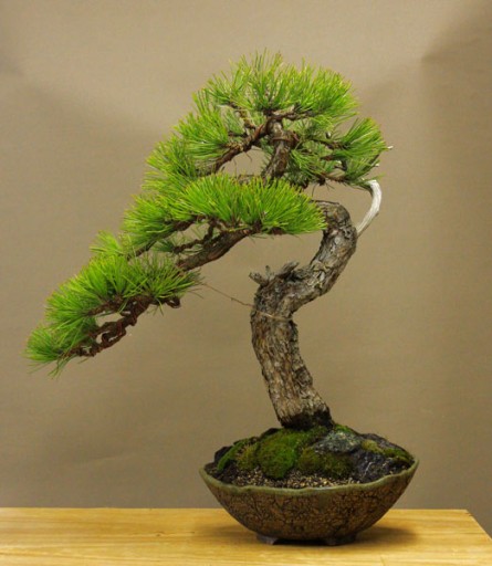 ДЛЯ БОНСАЙ ЧЕРНАЯ СОСНА (PINUS NIGRA S) - 20 СЕМЯН