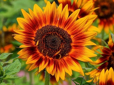 ПОДСОЛНЕЧНИК ДЕКОРАТИВНЫЙ (HELIANTHUS ANNUUS) СМЕСЬ СОРТОВ И ЦВЕТОВ 100 ГР СЕМЯН