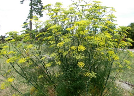 фенхель (FOENICULUM VULGARE)