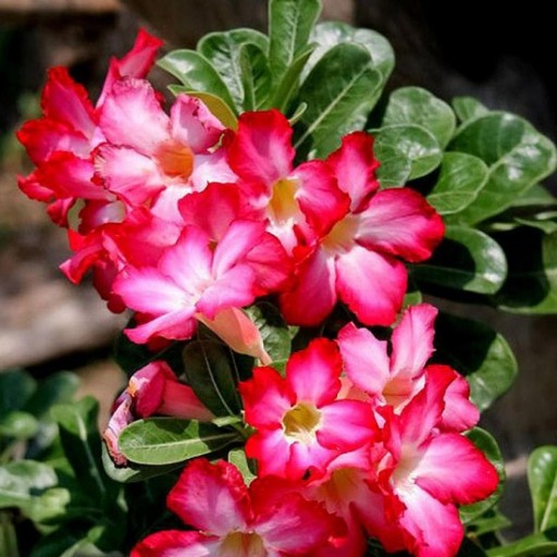 ДЛЯ БОНСАЙ ПУСТЫННАЯ РОЗА ADENIUM OBESUM ДЛЯ БОНСАЙ 3 СЕМЯНА