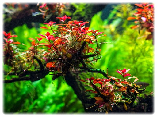 119. Ludwigia Mini sp. Super Red in vitro 10szt