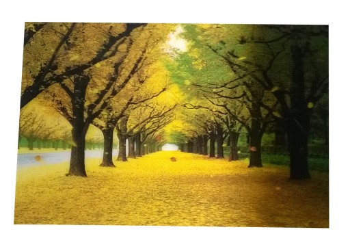OBRAZ 3D OBRAZKI JESIEŃ PARK ALEJA PEJZAŻ 20 30