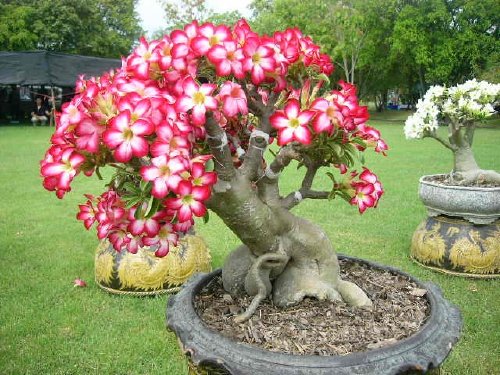 RÓŻA PUSTYNI ADENIUM OBESUM PIĘKNE BONSAI .