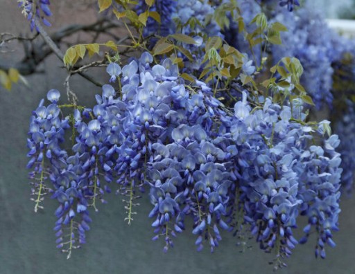 Wisteria glicynia chińska niebieska.