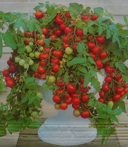 POMIDOR KOKTAILOWY CZERWONY DUŻY SKLEP_TULIPAN.