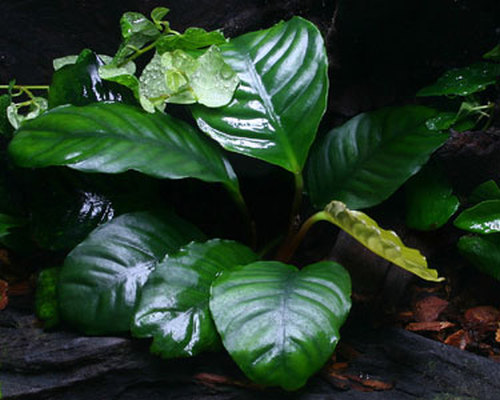 Anubias coffeefolia RARYTAS CUDO Białystok SAXON4