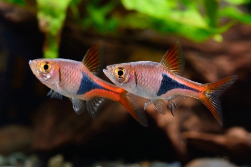 Ryba Razbora Klinowa Rasbora heteromorpha