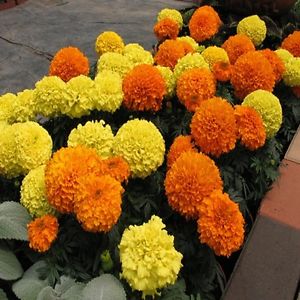 AKSAMITKA WZNIESIONA MIX DO GAZONÓW I NA BALKONY
