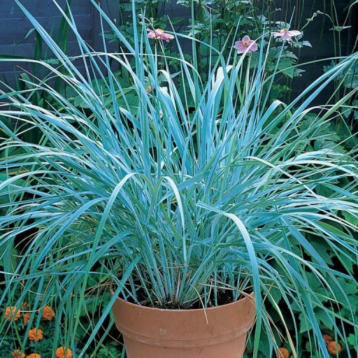 Leymus arenarius 'Blue Dune' - NIEBIESKA TRAWA !!!