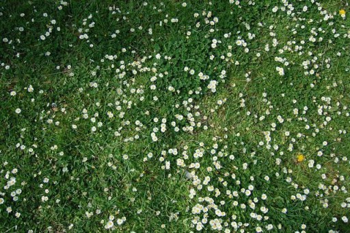 STOKROTKA ŁĄKOWA BIAŁA BELLIS PERENNIS 0,2 GR NASI