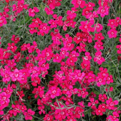 GOŹDZIK KROPKOWANY RÓŻOWY DIANTHUS 0,2 GRAM NASION