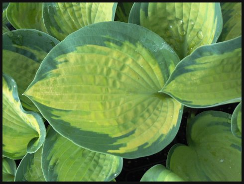 Hosta 'Super Nova' - Funkia KREMOWO SELEDYNOWA XL