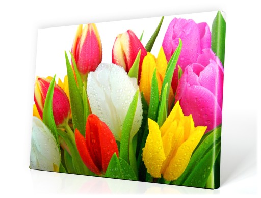 obraz 80x60cm KWIATY TULIPANY SPA obrazy 4854246133 - Allegro.pl