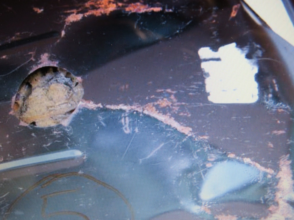 фото №8, Сиденье решётка 2 3 ряд mercedes vito w638